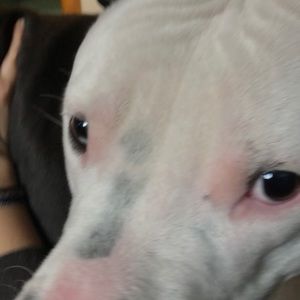 Meet your Posher, Nnikki